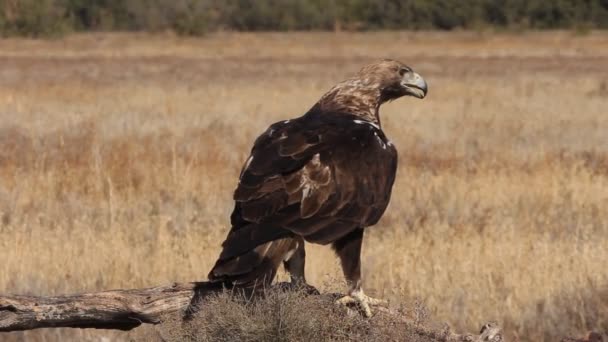 Spanische Kaiseradlermännchen Mit Dem Ersten Tageslicht Einer Mediterranen Steppe — Stockvideo