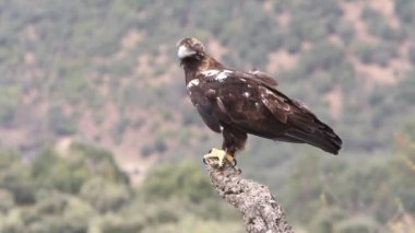 İspanyol İmparatorluk Kartalı yetişkin erkek, bulutlu ve rüzgarlı bir günün ilk ışıklarıyla Akdeniz ormanlarında bir meşe dalında