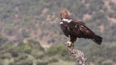 İspanyol İmparatorluk Kartalı yetişkin erkek, bulutlu ve rüzgarlı bir günün ilk ışıklarıyla Akdeniz ormanlarında bir meşe dalında