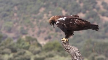 İspanyol İmparatorluk Kartalı yetişkin erkek, bulutlu ve rüzgarlı bir günün ilk ışıklarıyla Akdeniz ormanlarında bir meşe dalında