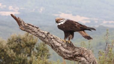 İspanyol İmparatorluk Kartalı yetişkin erkek, bulutlu ve rüzgarlı bir günün ilk ışıklarıyla Akdeniz ormanlarında bir meşe dalında