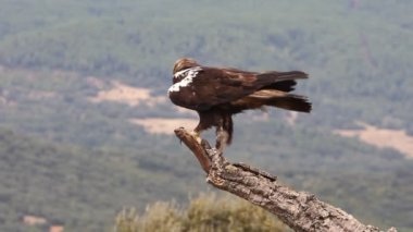 İspanyol İmparatorluk Kartalı yetişkin erkek, bulutlu ve rüzgarlı bir günün ilk ışıklarıyla Akdeniz ormanlarında bir meşe dalında