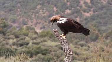 İspanyol İmparatorluk Kartalı yetişkin erkek, bulutlu ve rüzgarlı bir günün ilk ışıklarıyla Akdeniz ormanlarında bir meşe dalında