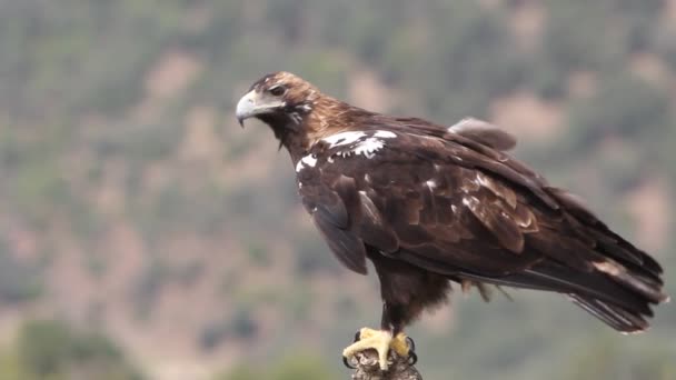 Águila Imperial Española Macho Adulto Sobre Una Rama Alcornoque Bosque — Vídeos de Stock