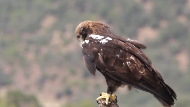 Águila Imperial Española Macho Adulto Sobre Una Rama Alcornoque Bosque — Vídeos de Stock