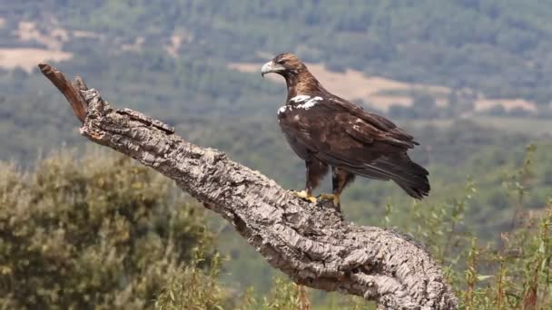 Ισπανός Αυτοκρατορικός Αετός Ενήλικας Κλαδί Βελανιδιάς Μεσογειακό Δάσος Πρώτο Φως — Αρχείο Βίντεο