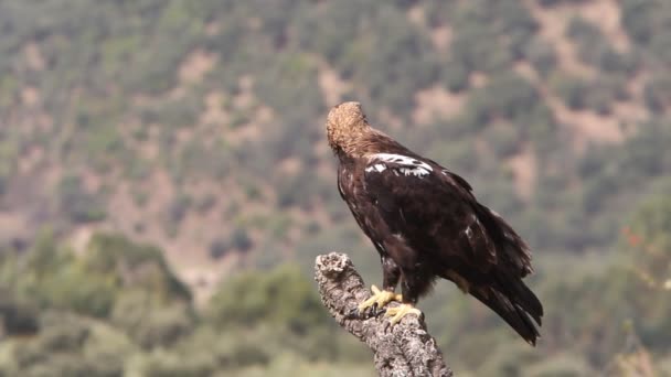 Águila Imperial Española Macho Adulto Sobre Una Rama Alcornoque Bosque — Vídeos de Stock