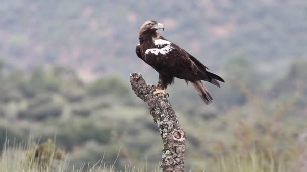 Águila Imperial Española Macho Adulto Sobre Una Rama Alcornoque Bosque — Vídeos de Stock