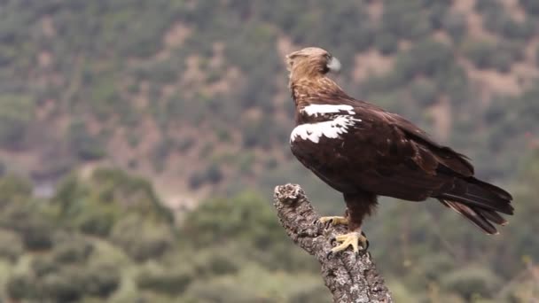 Aigle Impérial Espagnol Mâle Adulte Sur Une Branche Chêne Liège — Video