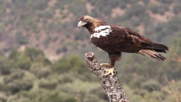 Águila Imperial Española Macho Adulto Sobre Una Rama Alcornoque Bosque — Vídeos de Stock