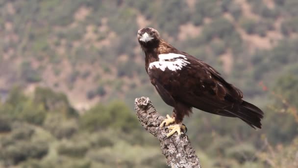 Águila Imperial Española Macho Adulto Sobre Una Rama Alcornoque Bosque — Vídeo de stock