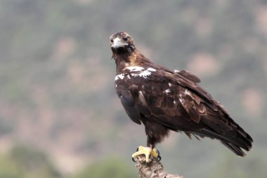 İspanya İmparatorluğu Kartalı bulutlu bir günde Akdeniz ormanlarında yetişkin bir dişi.