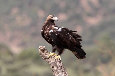 İspanya İmparatorluğu Kartalı bulutlu bir günde Akdeniz ormanlarında yetişkin bir dişi.