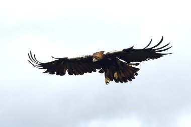 İspanyol İmparatorluk Kartalı yetişkin erkek bulutlu bir günde bol rüzgarla uçuyor.