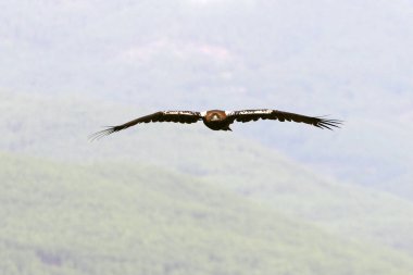 İspanyol İmparatorluk Kartalı yetişkin erkek bulutlu bir günde bol rüzgarla uçuyor.