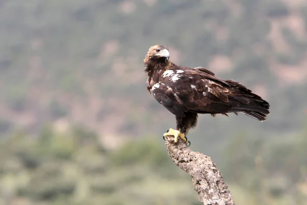 Ισπανικό Imperial Eagle Ενήλικα Θηλυκά Ένα Μεσογειακό Δάσος Μια Συννεφιασμένη — Φωτογραφία Αρχείου