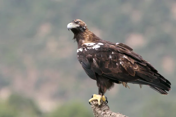 Águila Imperial Española Hembra Adulta Bosque Mediterráneo Día Nublado —  Fotos de Stock