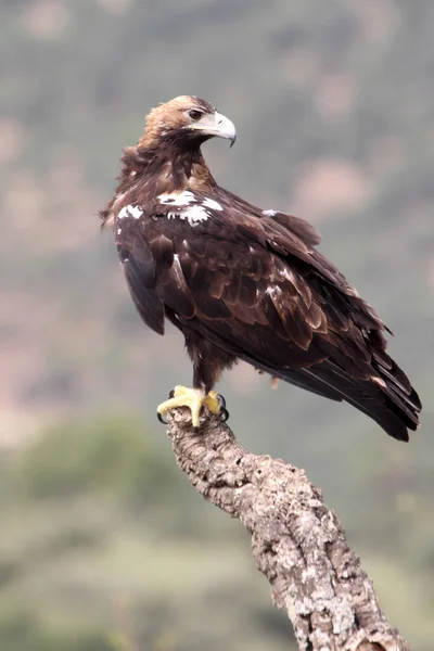 Hiszpański Imperial Eagle Dorosły Samica Śródziemnomorskim Lesie Pochmurny Dzień — Zdjęcie stockowe