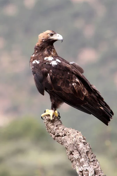 Águila Imperial Española Hembra Adulta Bosque Mediterráneo Día Nublado —  Fotos de Stock