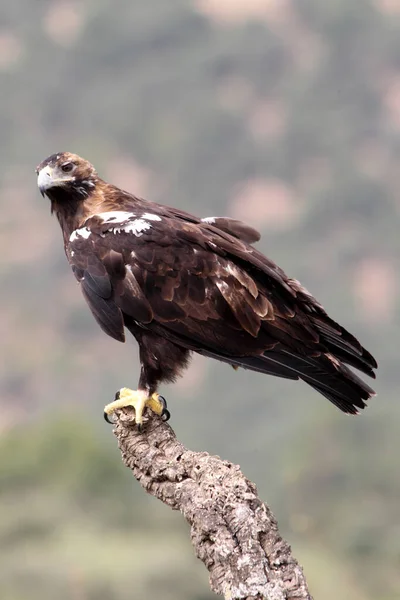 Hiszpański Imperial Eagle Dorosły Samica Śródziemnomorskim Lesie Pochmurny Dzień — Zdjęcie stockowe