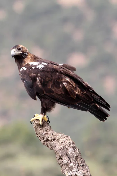 Ισπανικό Imperial Eagle Ενήλικα Θηλυκά Ένα Μεσογειακό Δάσος Μια Συννεφιασμένη — Φωτογραφία Αρχείου