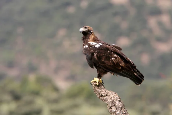 Águila Imperial Española Hembra Adulta Bosque Mediterráneo Día Nublado — Foto de Stock