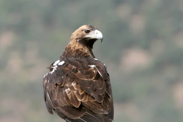 Hiszpański Imperial Eagle Dorosły Samica Śródziemnomorskim Lesie Pochmurny Dzień — Zdjęcie stockowe