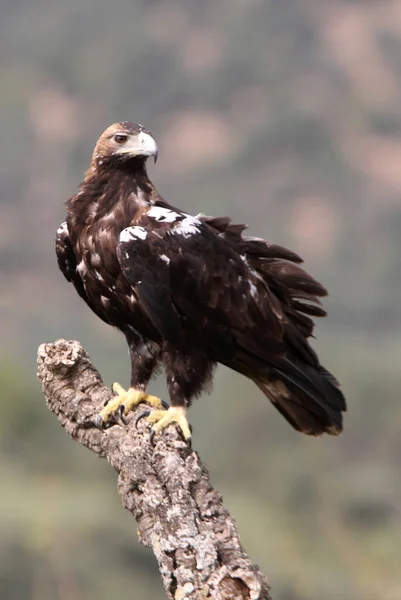 Ισπανικό Imperial Eagle Ενήλικα Θηλυκά Ένα Μεσογειακό Δάσος Μια Συννεφιασμένη — Φωτογραφία Αρχείου