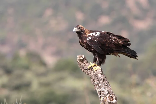 Ισπανικό Imperial Eagle Ενήλικα Θηλυκά Ένα Μεσογειακό Δάσος Μια Συννεφιασμένη — Φωτογραφία Αρχείου