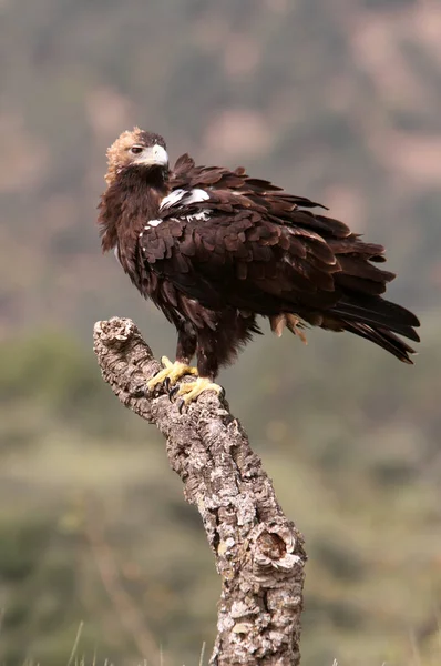 Hiszpański Imperial Eagle Dorosły Samica Śródziemnomorskim Lesie Pochmurny Dzień — Zdjęcie stockowe