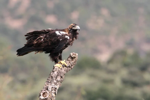 Spanish Imperial Eagle Adult Female Mediterranean Forest Cloudy Day — Stock Photo, Image