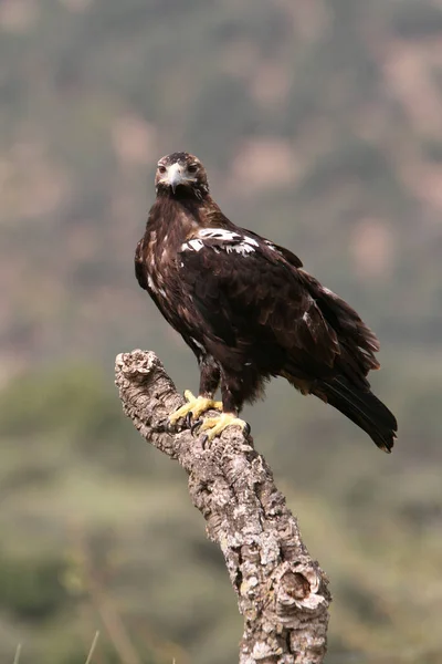 Spanish Imperial Eagle Adult Female Mediterranean Forest Cloudy Day — Stock Photo, Image