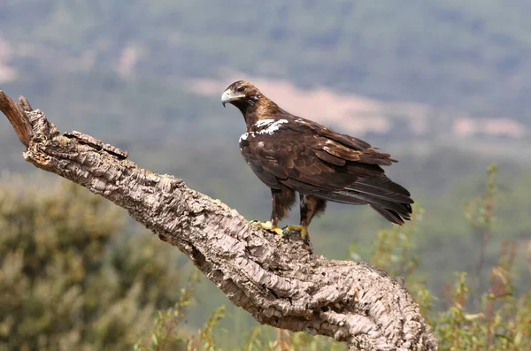 Spanish Imperial Eagle Adult Female Mediterranean Forest Cloudy Day — Stock Photo, Image