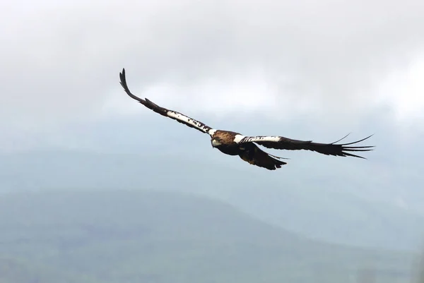 Hiszpański Imperial Eagle Dorosły Mężczyzna Latający Pochmurny Dzień Dużą Ilością — Zdjęcie stockowe