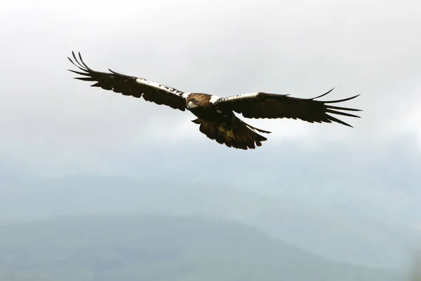 Espanhol Imperial Eagle Adulto Macho Voando Dia Nublado Com Monte — Fotografia de Stock