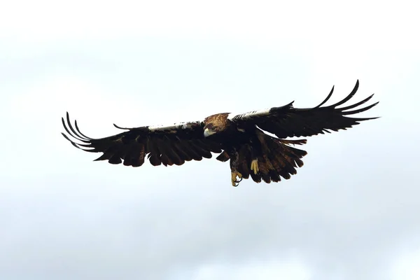 Ισπανικό Imperial Eagle Ενήλικα Αρσενικά Πετούν Μια Συννεφιασμένη Μέρα Πολύ — Φωτογραφία Αρχείου