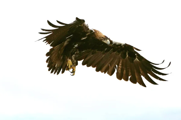 Espanhol Imperial Eagle Adulto Macho Voando Dia Nublado Com Monte — Fotografia de Stock