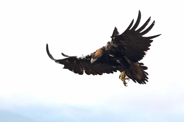 Ισπανικό Imperial Eagle Ενήλικα Αρσενικά Πετούν Μια Συννεφιασμένη Μέρα Πολύ — Φωτογραφία Αρχείου