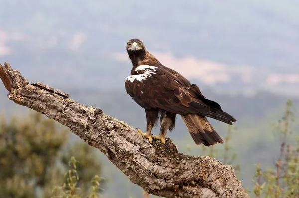 Espanhol Imperial Eagle Adulto Macho Uma Floresta Mediterrânea Dia Ventoso — Fotografia de Stock