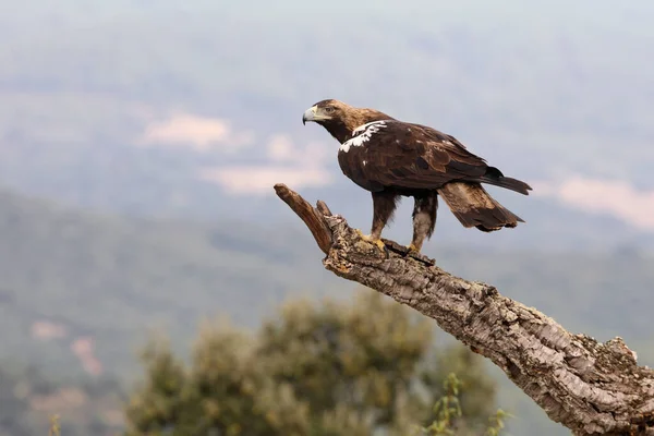 Spanya Mparatorluğu Kartalı Erkek Yetişkin Akdeniz Ormanlarında Rüzgarlı Bir Günde — Stok fotoğraf