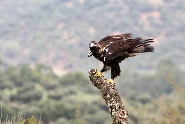 Aigle Impérial Espagnol Femelle Adulte Dans Une Forêt Méditerranéenne Par — Photo