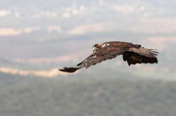 Águila Imperial Española Hembra Adulta Volando Bosque Mediterráneo Día Nublado — Foto de Stock