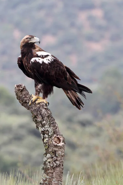 Hiszpański Imperial Eagle Dorosły Mężczyzna Śródziemnomorskim Lesie Wietrzny Dzień — Zdjęcie stockowe