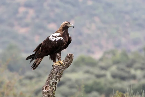 Águila Imperial Española Macho Adulto Bosque Mediterráneo Día Ventoso —  Fotos de Stock