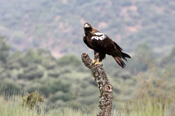 Espanhol Imperial Eagle Adulto Macho Uma Floresta Mediterrânea Dia Ventoso — Fotografia de Stock