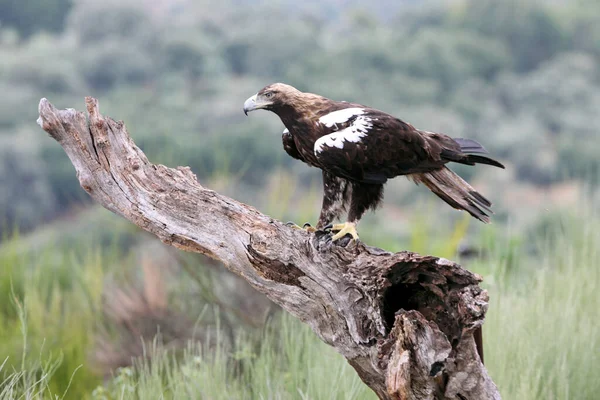 Spaanse Imperial Eagle Volwassen Mannetje Een Mediterraan Bos Een Winderige — Stockfoto