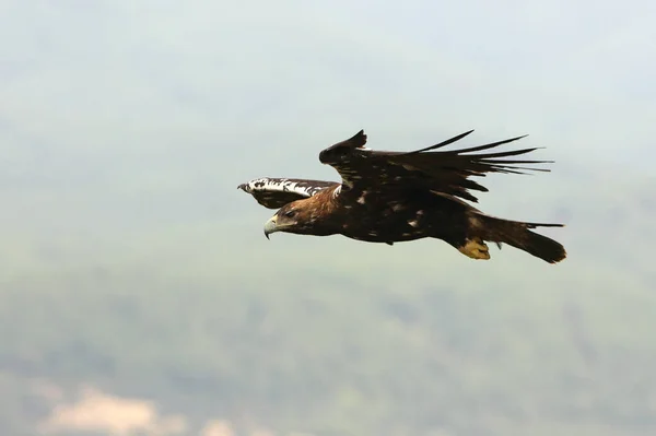 Hiszpański Imperial Eagle Dorosła Samica Latająca Śródziemnomorskim Lesie Pochmurny Dzień — Zdjęcie stockowe