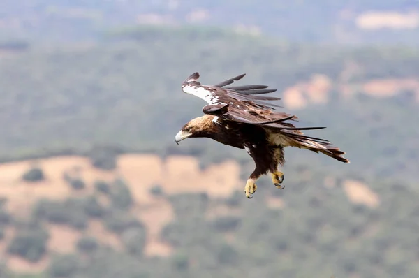 Hiszpański Imperial Eagle Dorosły Mężczyzna Latający Pochmurny Dzień Dużą Ilością — Zdjęcie stockowe