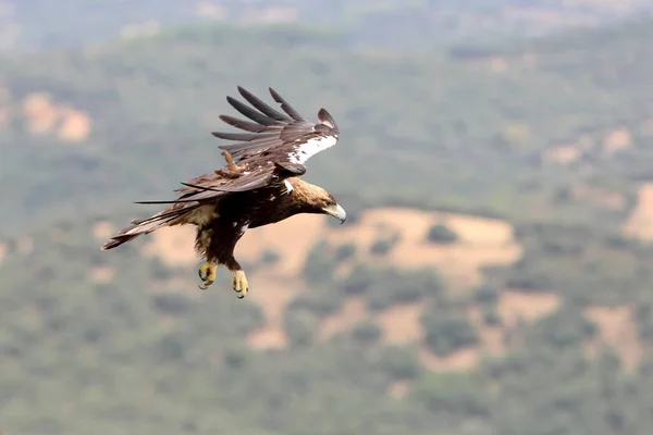 Ισπανικό Imperial Eagle Ενήλικα Αρσενικά Πετούν Μια Συννεφιασμένη Μέρα Πολύ — Φωτογραφία Αρχείου