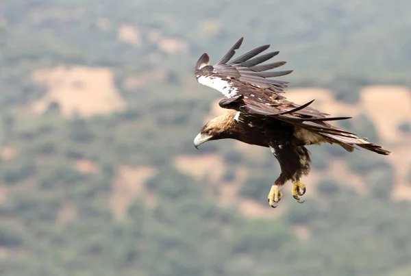 Spanische Kaiseradlermännchen Fliegen Einem Bewölkten Tag Mit Viel Wind — Stockfoto